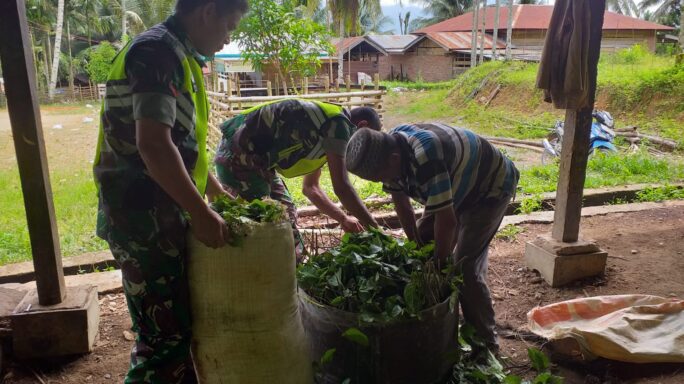 Babinsa Anjangsana Ke warga Desa Binaan Bantu Panen Daun Gambir