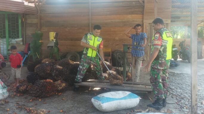 Anjangsana Dengan Petani Sawit Babinsa Bantu Panen Dan Ingatkan Keselamatan Kerja