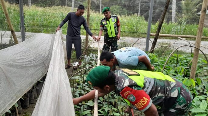 Babinsa Jalin Komsos Bantu Warga Dalam Pembibitan Tanaman Cokelat