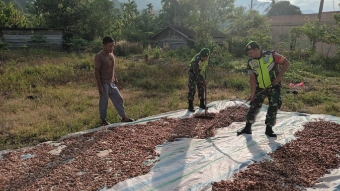 Jaga Kualitas, Babinsa Bantu Petani Jemur Biji kakao
