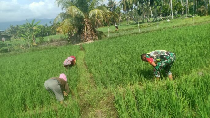 Jaga Kesuburan Tanaman Babinsa Bantu Petani Bersihkan Rumput Padi