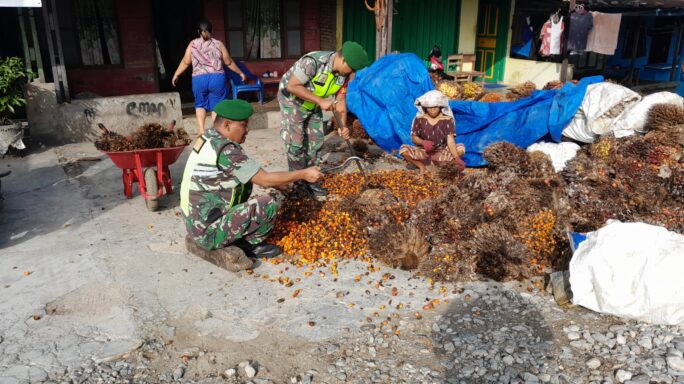 Dukung Hasil Pertanian Petani Babinsa Bantu Angkat Dan Sortir Buah Sawit.