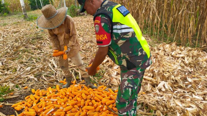 Dukung Penguatan Pangan Serka Indra Lubis Dampingi Petani Panen Jagung