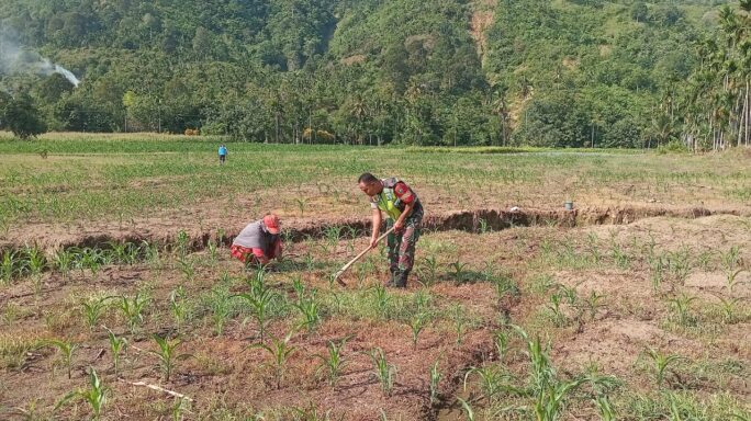 Babinsa Laksanakan Pendampingan Membantu Petani Bersihkan Rumput Di Lahan Jagung