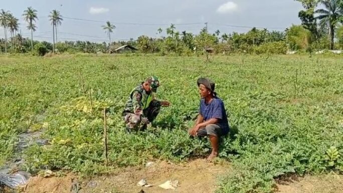 Sertu Tri Susilo Dampingi Petani Dalam Perawatan Tanaman Semangka   