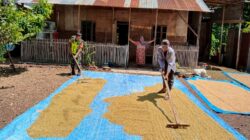Babinsa Desa Seumet Berperan Aktif dalam Bantu Masyarakat Binaan Menjemur Padi