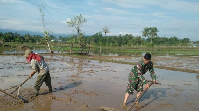 Dukung ketahanan Pangan, Babinsa Sakti Bantu Warga Siapkan Lahan Tanam Padi