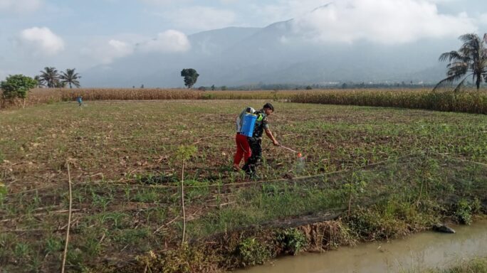 Babinsa Bantu Petani Semprot Lahan Pasca Panen,