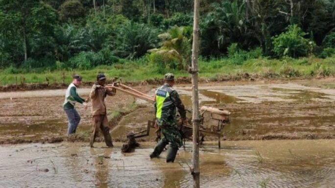 Bergemelut Dengan Lumpur, Babinsa Kluet Timur Semangat Dampingi Petani Olah Lahan Sawah