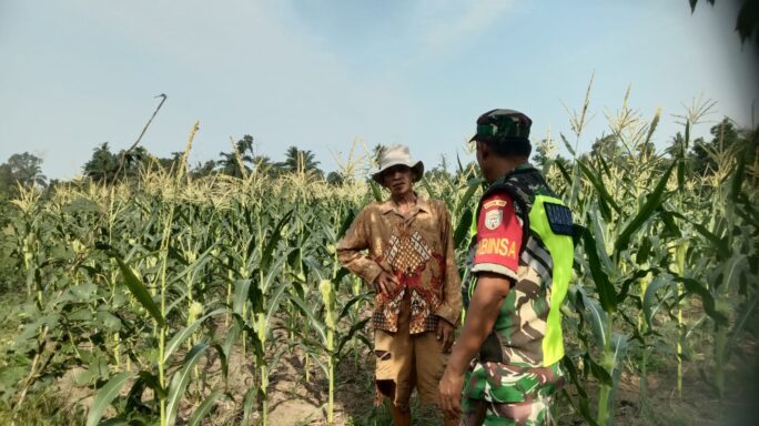 Swasembada Pangan, Babinsa Rutin Dampingi Petani Cek Pertumbuhan Tanaman Jagung