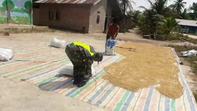 Menjaga Kualitas Hasil Panen, Babinsa Bantu Petani Jemur Padi