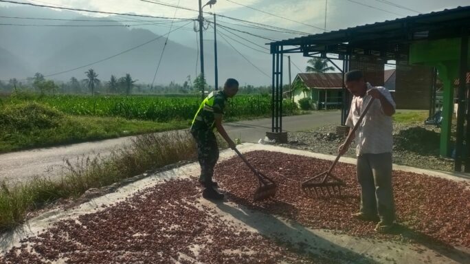 Peduli Dan Jalin Kekompakan Bersama Masyarakat Babinsa Bantu Jemur Hasil Panen Coklat