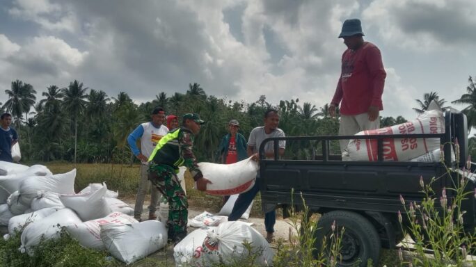 Babinsa Peusangan Selatan Bantu Petani Panen Dan Angkat Padi
