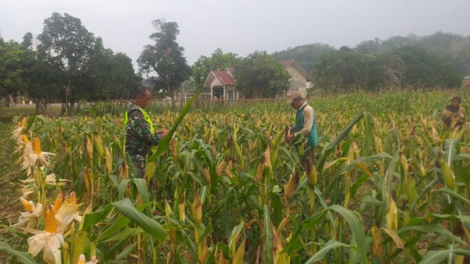 Serka Subagio Mendampingi Kelompok Tani ” Sepakat Tani” Cek Tanaman Jagung Siap Panen