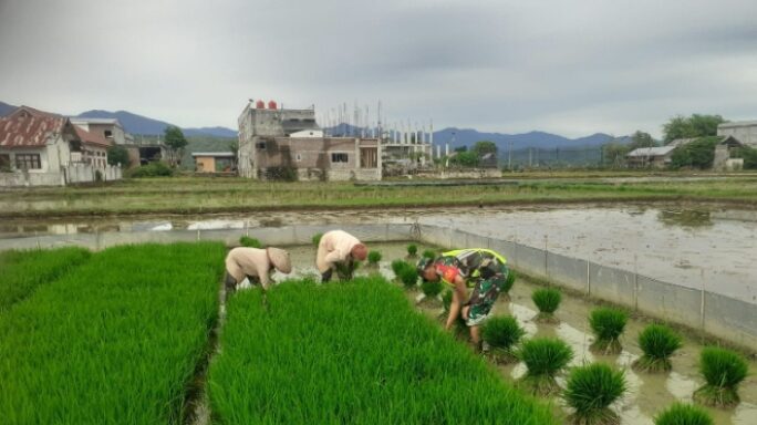 Babinsa Ulim Turun ke Sawah Bantu Petani Cabut Bibit Padi Siap Tanam
