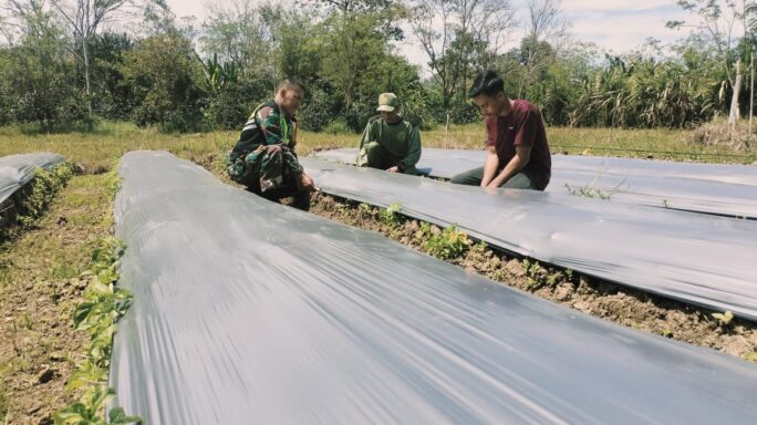 Siapkan Lahan, Babinsa Dampingi Petani Memasang Plastik Mulsa