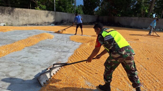 Bantu Jemur Jagung Pasca di Rontok Bentuk Kepedulian Babinsa Kepada Petani