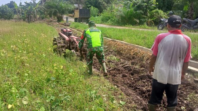Siapkan Lahan Tanam Padi, Babinsa Jamur Jelatang Dampingi Petani Bajak Sawah