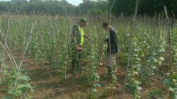 Babinsa Koramil 08/Rantau Dampingi Hanpangan Petani Sayur-Sayuran Desa Binaan