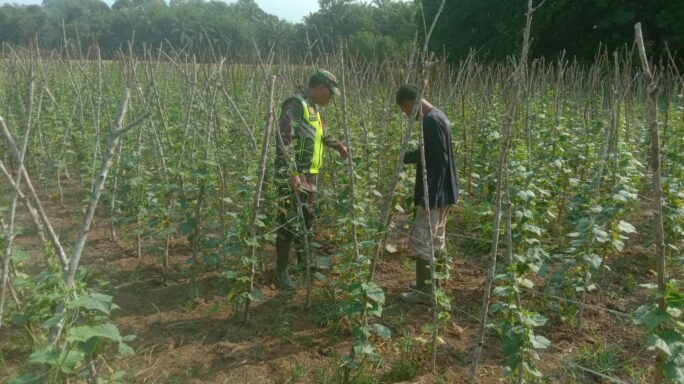 Babinsa Koramil 08/Rantau Dampingi Hanpangan Petani Sayur-Sayuran Desa Binaan