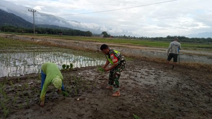 Wujud Nyata Pendampingan Petani Babinsa Terjun Kesawah Tanam Padi
