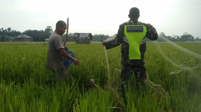 Babinsa Membantu Petani Pasang Jaring, Guna Halau Serangan Hama Burung Ke Tanaman Padi