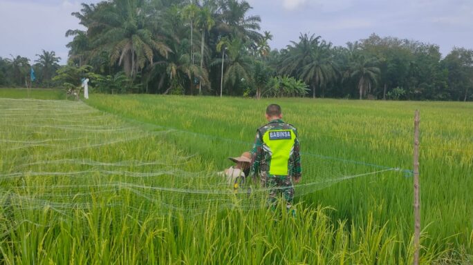 Babinsa 02/Karang Baru Bantu Petani Usir Hama Burung