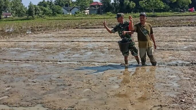 Babinsa Koramil 10/Glumpang Tiga Mendorong Produktivitas Petani dalam Swasembada Pangan