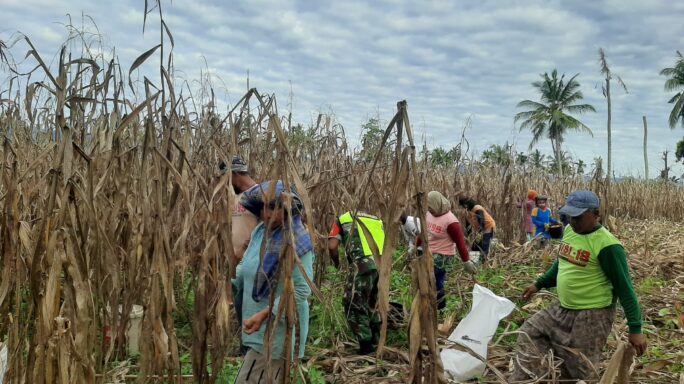 Sukseskan Swasembada Pangan Babinsa Dampingi Petani Panen Jagung.