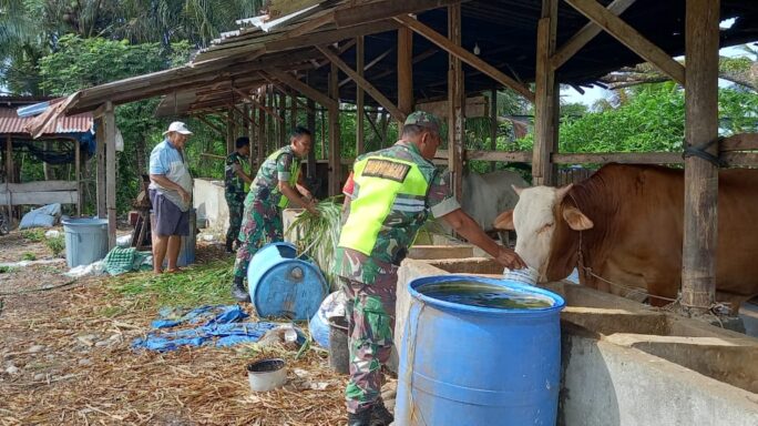 Tingkatkan Potensi Wilayah Babinsa Dampingi Peternak sapi Di Desa Binaan.