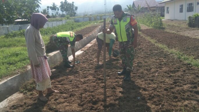 Selalu Ada Bersama Petani Babinsa Bantu Tanam Kacang Tanah.