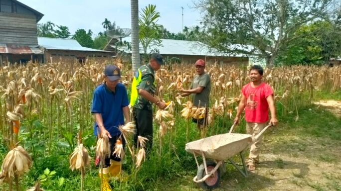 Jaga Ketahanan Pangan, Babinsa Koramil 08/Rantau Bantu Panen Jagung
