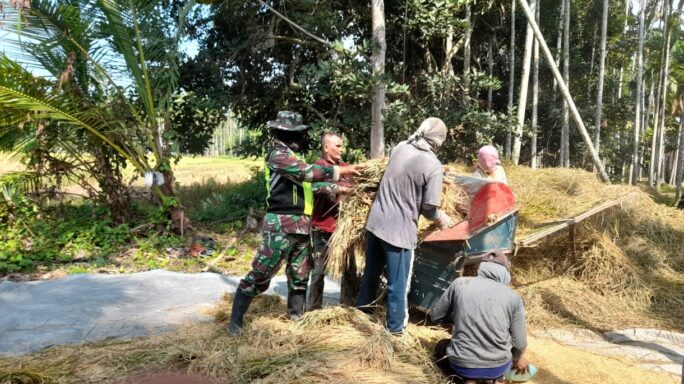 Babinsa Koramil 06/Peusangan Bantu Petani Panen Padi