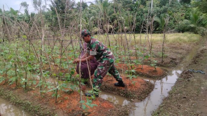 Babinsa Koramil 04/Meureubo Bantu Petani Benahi Lanjaran Kacang Panjang