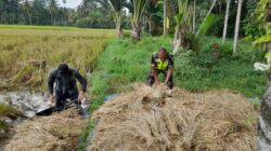 Dampingi Petani, Babinsa Koptu Maulana Isa Bantu Panen Padi Di Desa Binaan