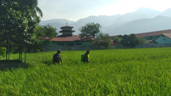 Cegah Hama Tanaman, Babinsa Bantu Petani Semprot Padi.
