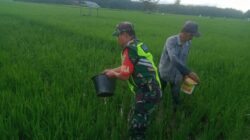 Berikan Semangat, Babinsa Sidodadi Bantu Petani Memupuk Padi