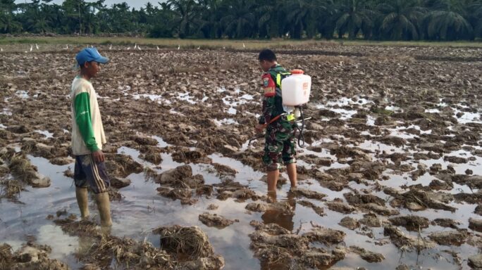 Babinsa Koramil 04/Bendahara Bantu Petani Semprot Hama Keong Mas