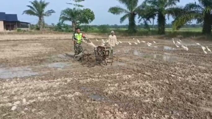Babinsa Suka Jadi Bantu Petani Bajak Sawah Dengan Traktor