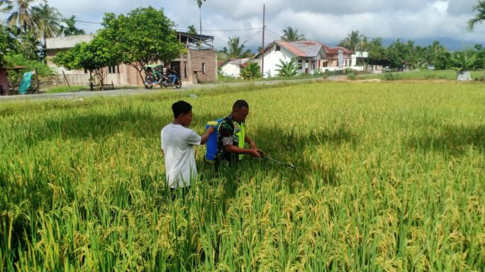 Antisipasi Hama Penyakit, Babinsa Bantu Petani Semprot Tanaman Padi
