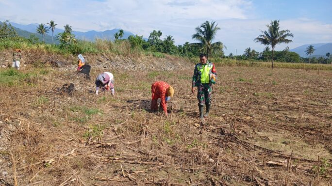 Dukung Penguatan Pangan Babinsa Koramil Dampingi Petani Jagung