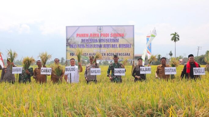 Dandim 0108/Agara Bersama Forkopimda Dinas Pertanian Agara Panen Raya Padi di Desa Biak Muli Pante Raja