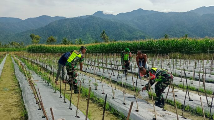 Babinsa Posramil Lawe Sumur Dampingi Petani Pupuk Tanaman Cabe.