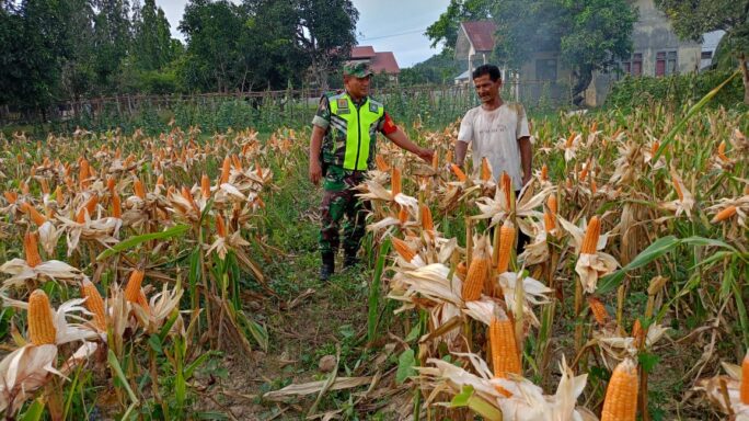 Persiapan Masa Panen, Babinsa Dampingi Petani Cek Kondisi Tanaman Jagung