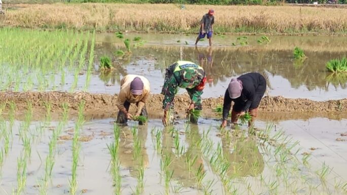 Sukseskan Swasembada Pangan, Serda Ridwan Dampingi Petani Tanam Padi