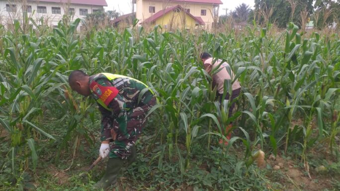 Kendalikan Gulma, Babinsa Bantu petani Penyiangan Tanaman Jagung