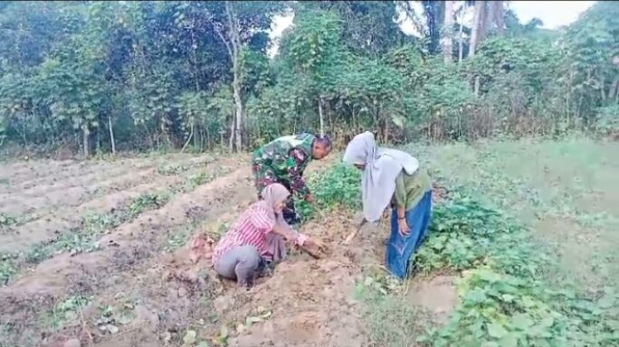 Babinsa Koramil 09/Banda Mulia Dampingi Petani Panen Ubi Jalar