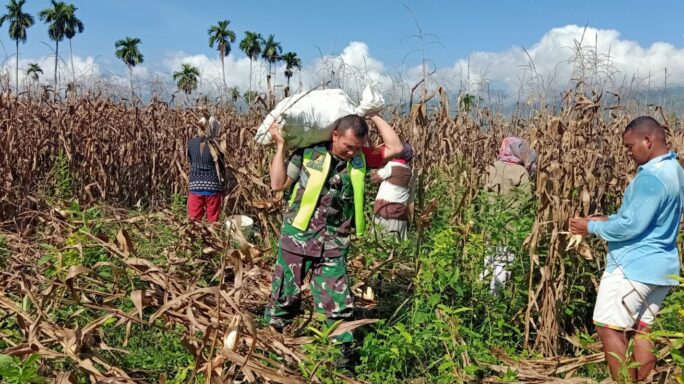 Bantu Angkat Hasil Panen, Bentuk Kedekatan Babinsa Kepada Petani.