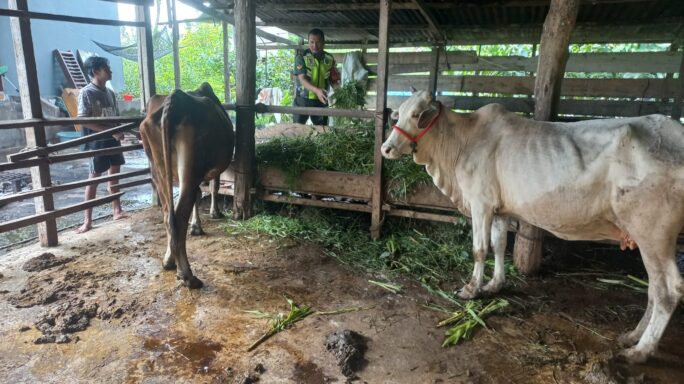 Babinsa Jalin Komsos Sambangi Peternak Sapi Di Desa Binaan.