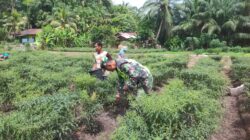 Sukseskan Ketahanan Pangan, Babinsa Dampingi Petani Panen Cabai